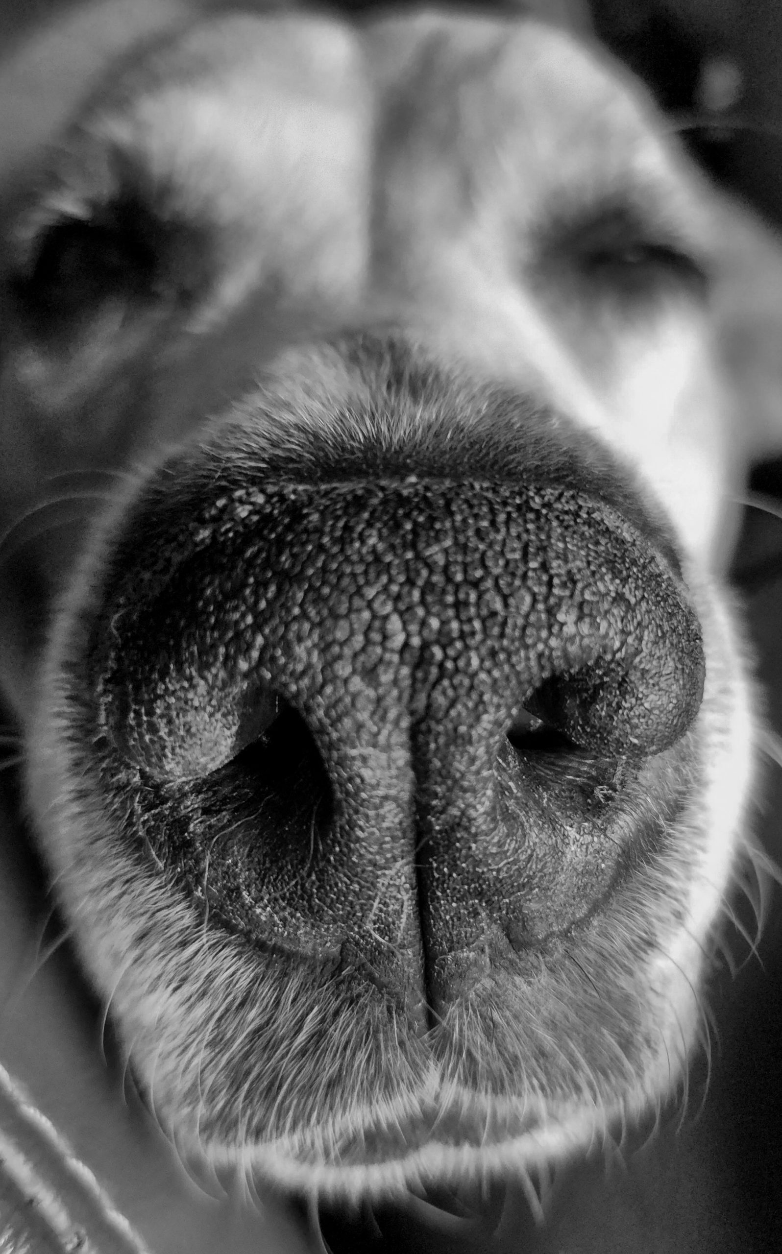 Dog Nose Art Collection