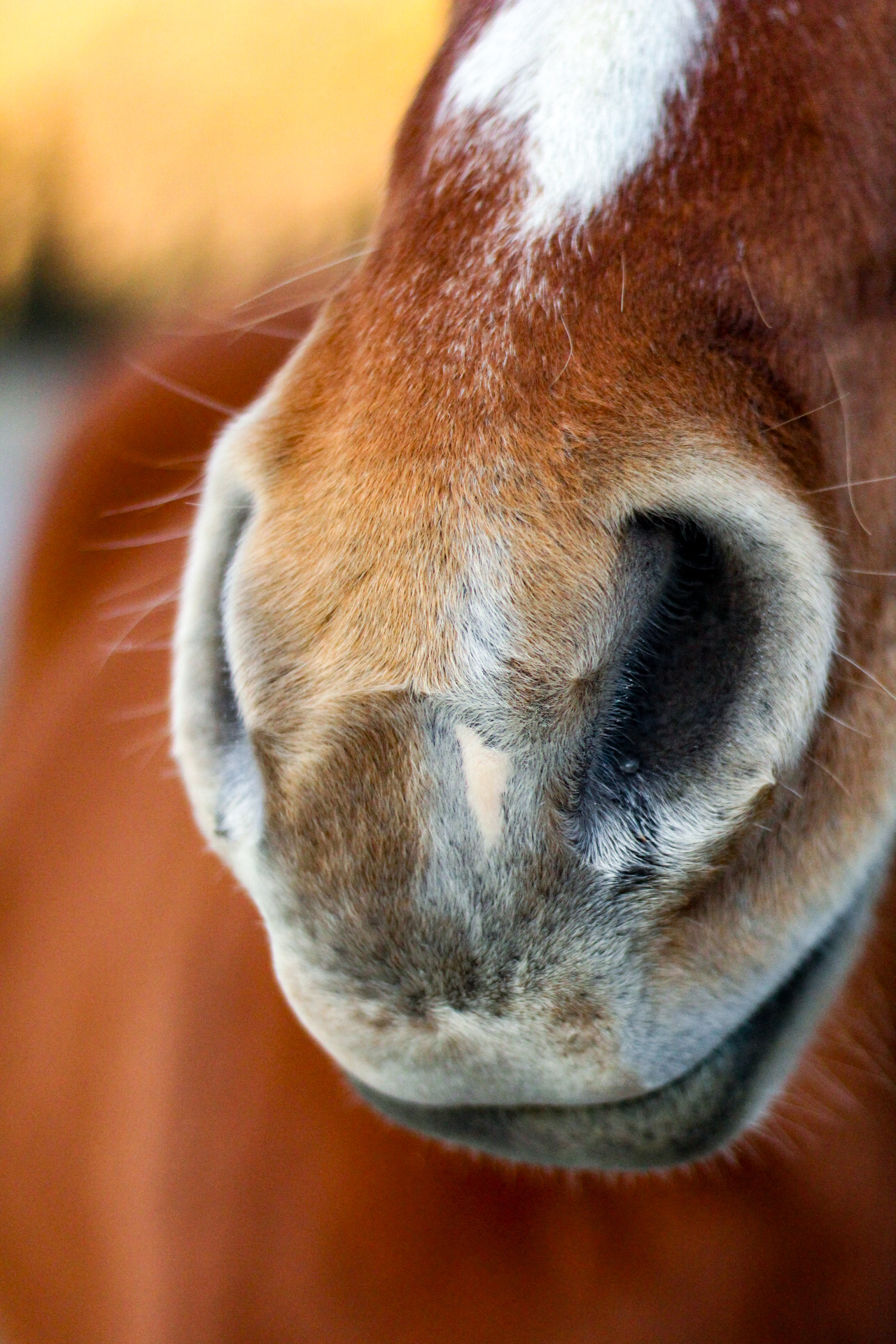 Horse nose Montana